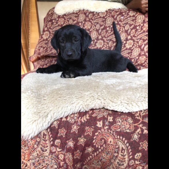 Labrador Retriever - Both