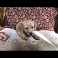 Labrador Retriever - Both