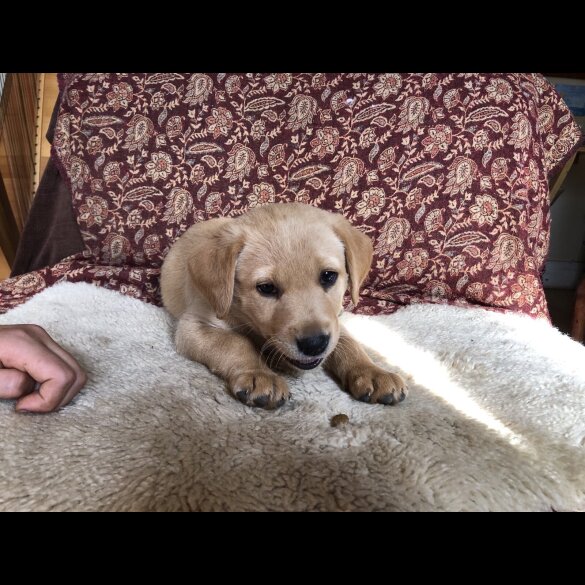 Labrador Retriever - Both