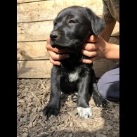 Labrador Retriever - Both