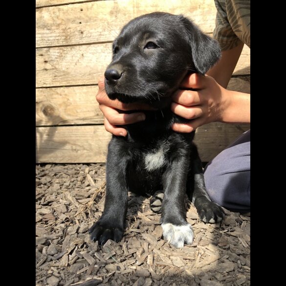 Labrador Retriever - Both