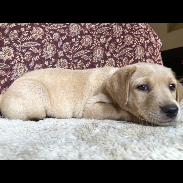 Labrador Retriever - Both