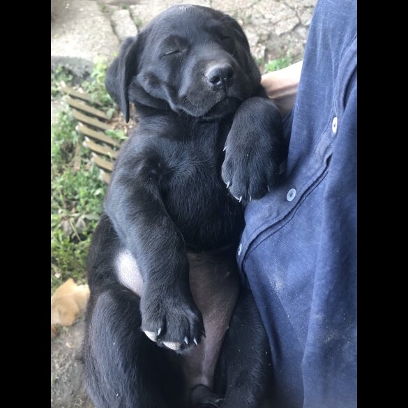 Labrador Retriever - Both