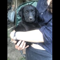 Labrador Retriever - Both
