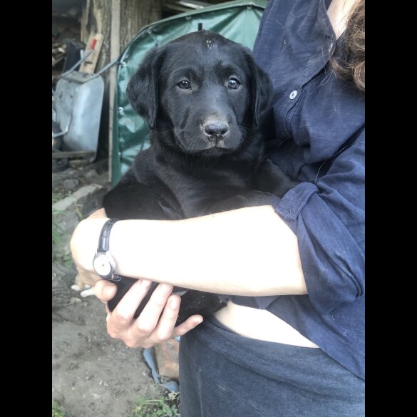 Labrador Retriever - Both