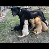 Labrador Retriever - Both