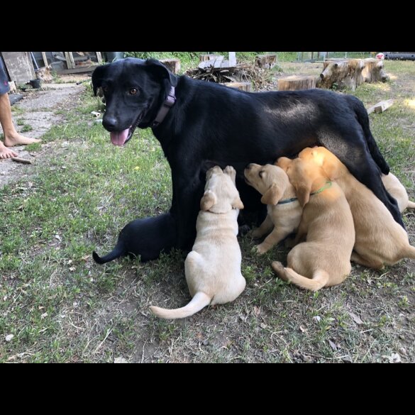 Labrador Retriever - Both