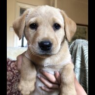 Labrador Retriever - Both
