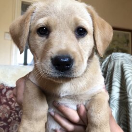 Labrador Retriever - Both