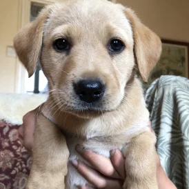 Labrador Retriever - Both