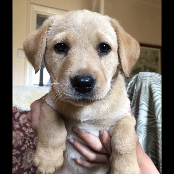 Labrador Retriever - Both