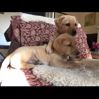 Labrador Retriever - Both