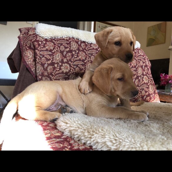 Labrador Retriever - Both
