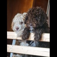 Lagotto Romagnolo - Both