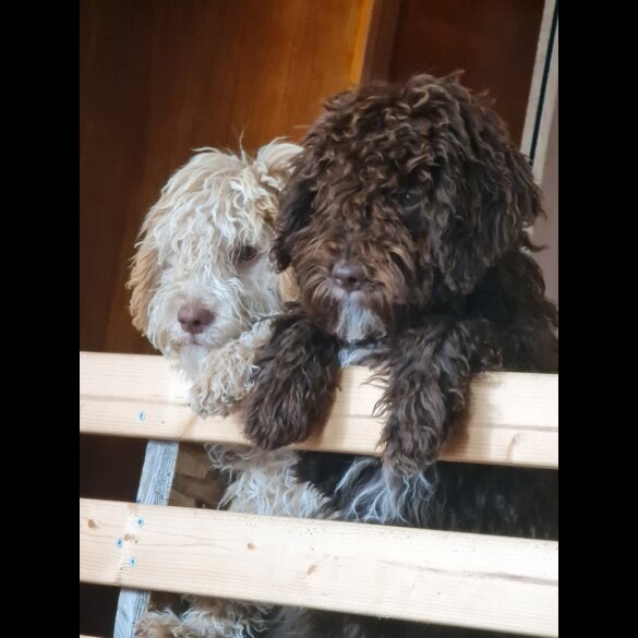 Lagotto Romagnolo - Both