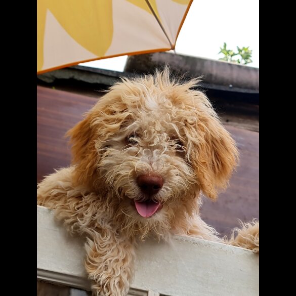 Lagotto Romagnolo - Both