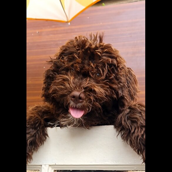 Lagotto Romagnolo - Both