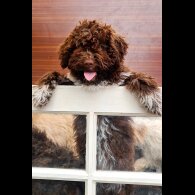 Lagotto Romagnolo - Both