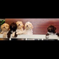 Lagotto Romagnolo - Both