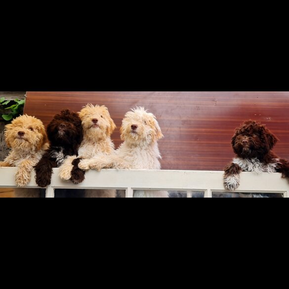Lagotto Romagnolo - Both