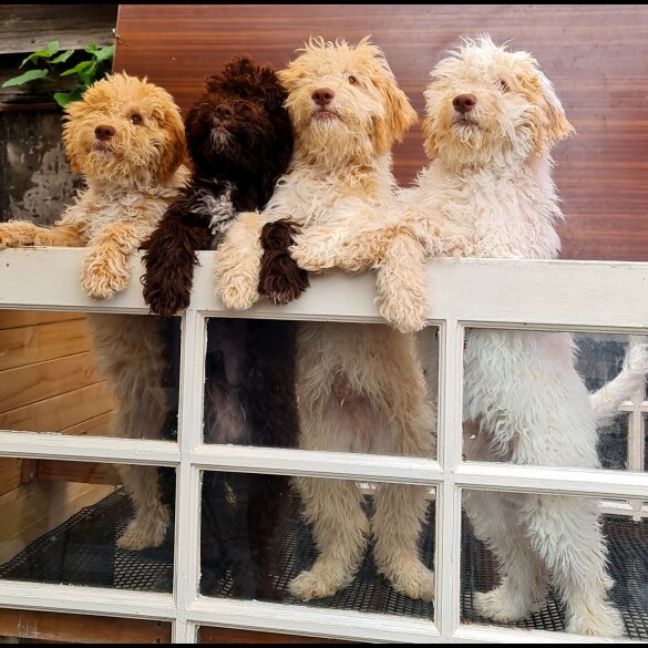 Lagotto Romagnolo - Both