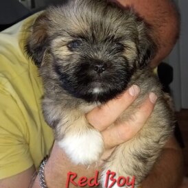 Lhasa Apso - Both