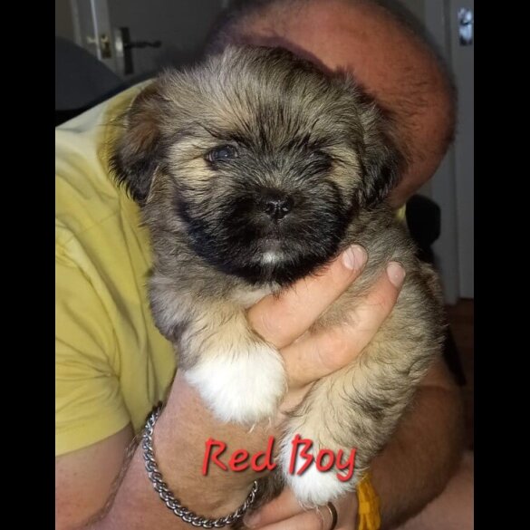 Lhasa Apso - Both