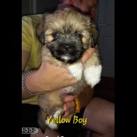 Lhasa Apso - Both