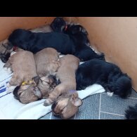 Lhasa Apso - Both