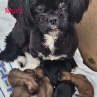 Lhasa Apso - Both
