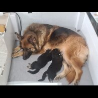 German Shepherd (Alsatian) - Dogs