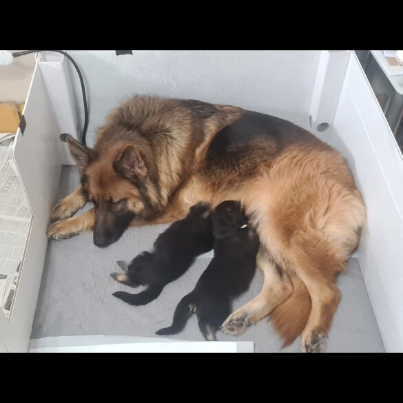 German Shepherd (Alsatian) - Dogs