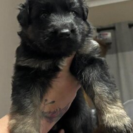 German Shepherd (Alsatian) - Both