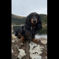 Dachshund (Standard &amp; Miniature)