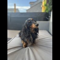 Dachshund (Standard &amp; Miniature)