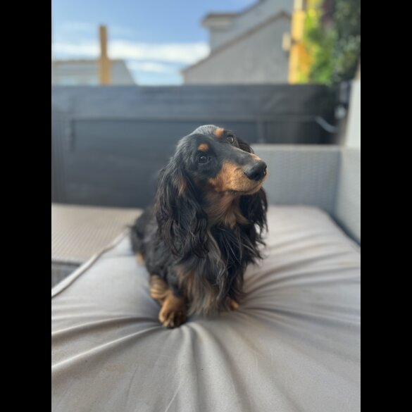 Dachshund (Standard &amp; Miniature)
