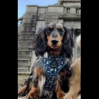 Dachshund (Standard &amp; Miniature)