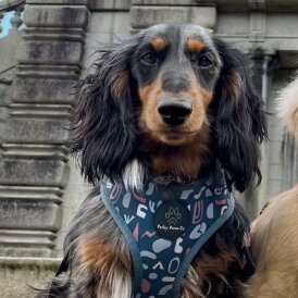 Dachshund (Standard &amp; Miniature)