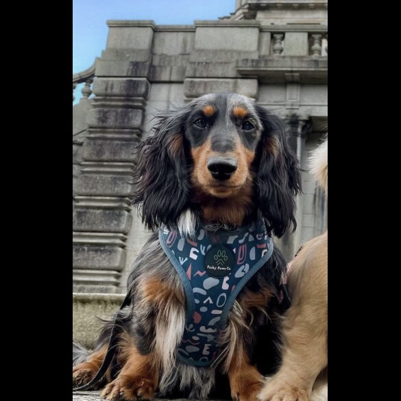 Dachshund (Standard &amp; Miniature)