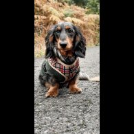Dachshund (Standard &amp; Miniature)