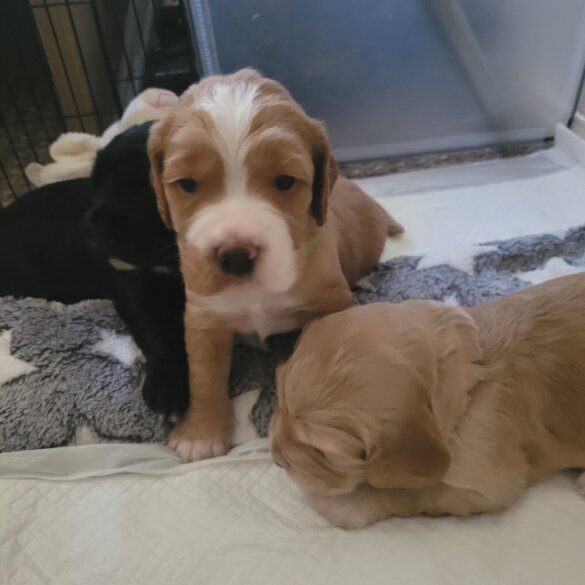 English Springer Spaniel - Dogs