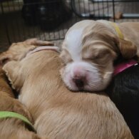 English Springer Spaniel - Dogs