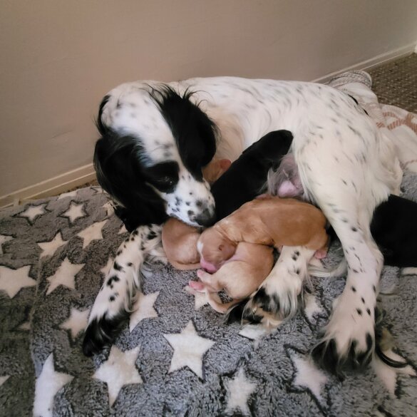 English Springer Spaniel - Dogs