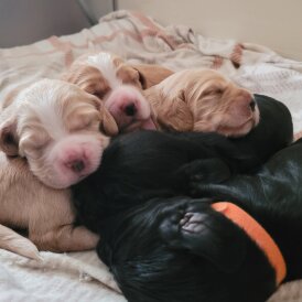 English Springer Spaniel - Dogs
