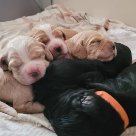 English Springer Spaniel - Dogs