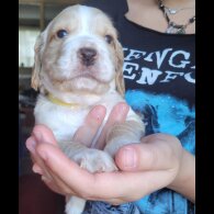 English Springer Spaniel - Dogs