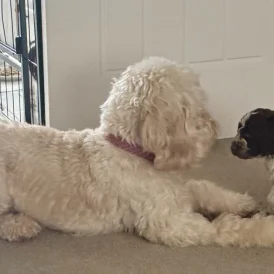 Cockapoo - Both