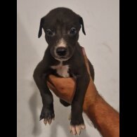 Lurcher - Both