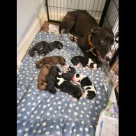 Lurcher - Both