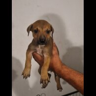 Lurcher - Both